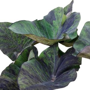 Colocasia Magic Cup