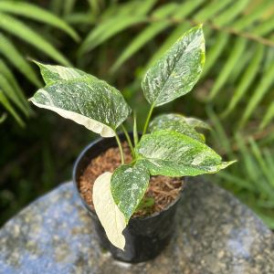 Schismatoglottis sp variegated