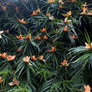 freycinetia sp. silver