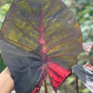 Colocasia Rambo