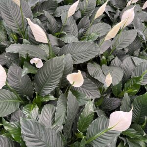Spathiphyllum dark form ( peace Lilly )
