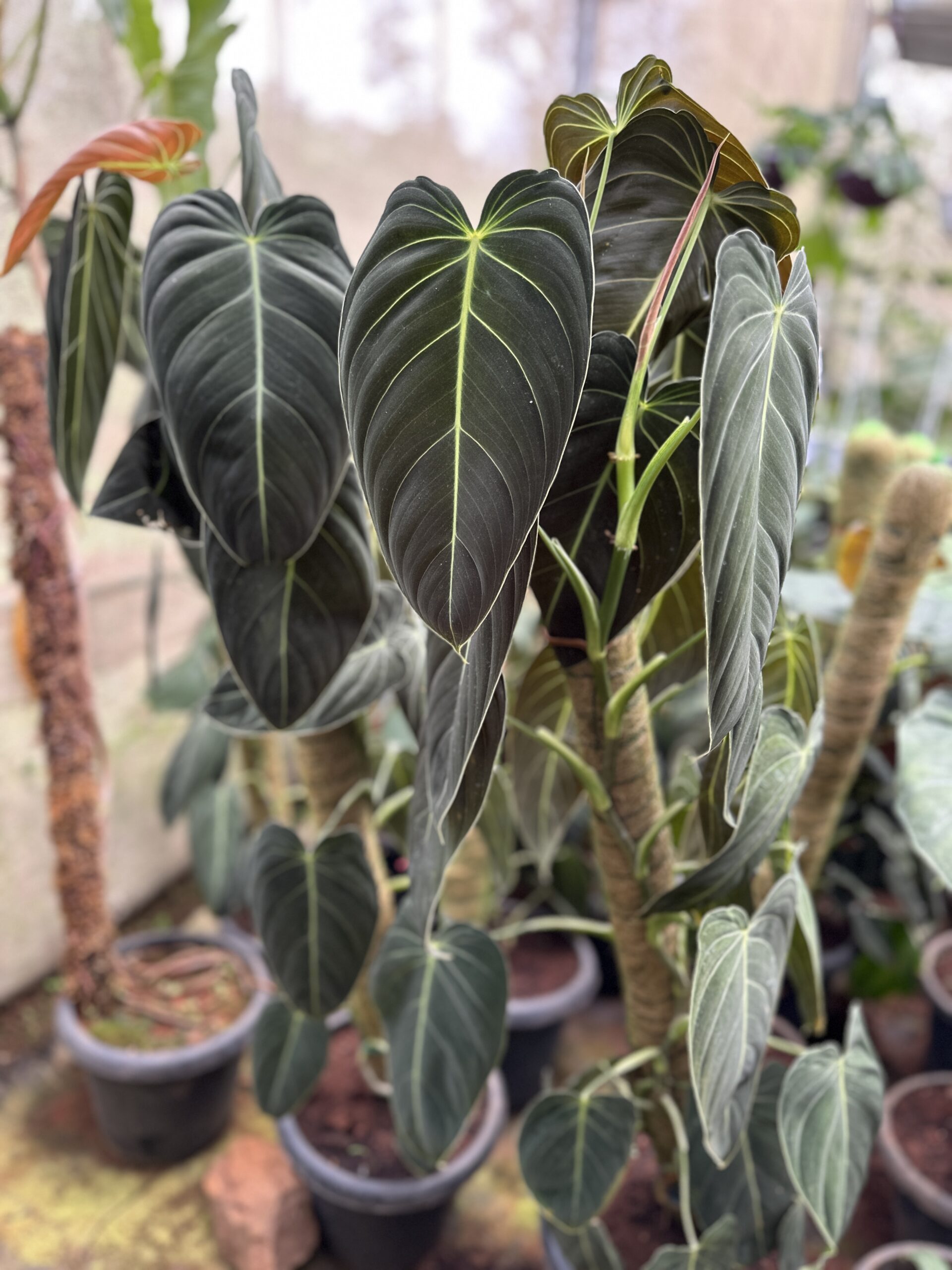 Philodendron melanochrysum bigger size ( 3ft to 3.5ft ) - Image 4