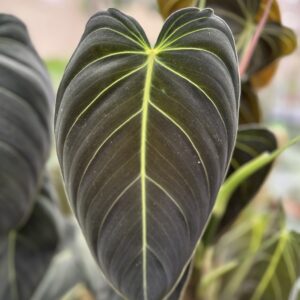 Philodendron melanochrysum bigger size ( 3ft to 3.5ft )