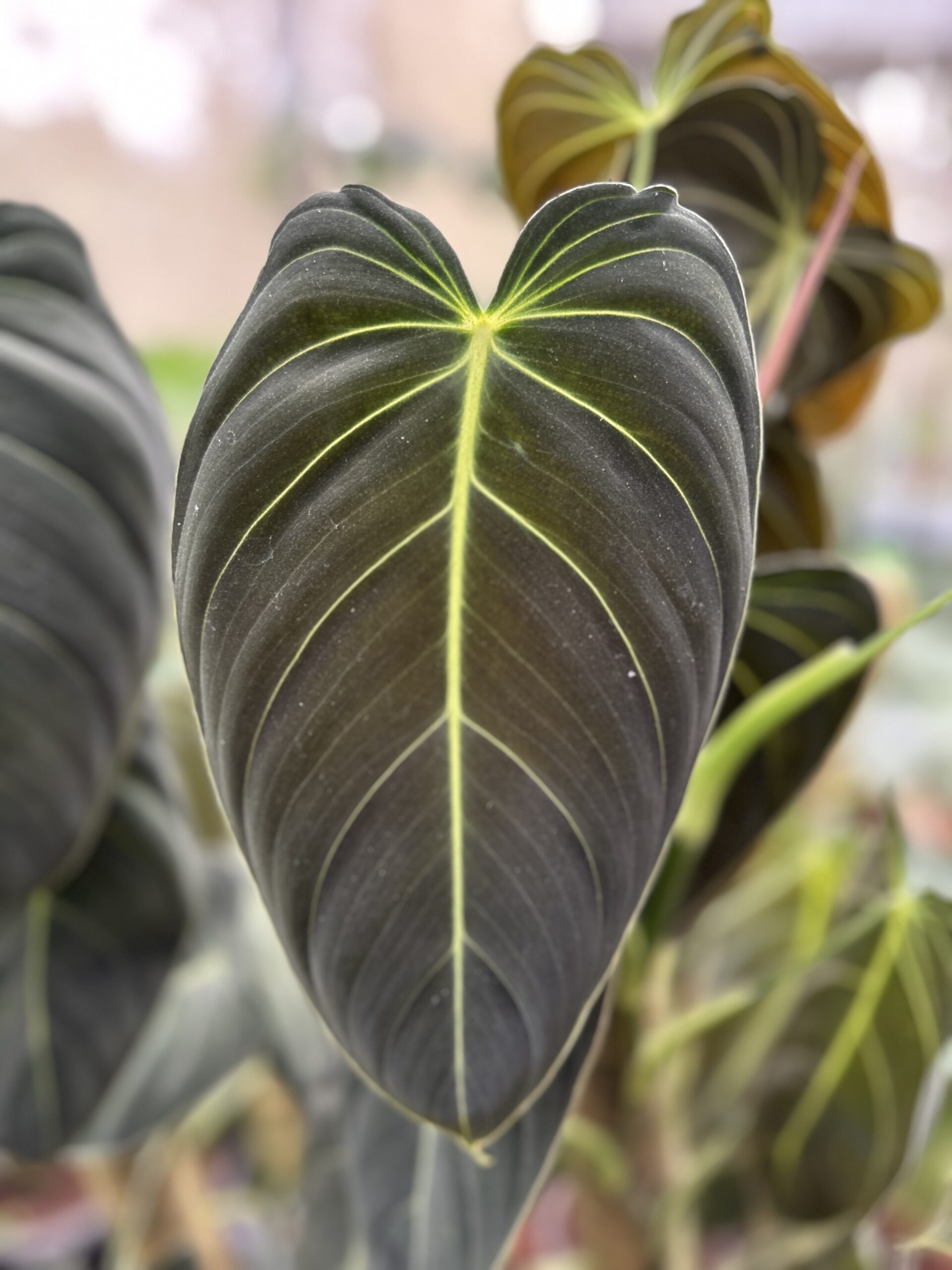 Philodendron melanochrysum bigger size ( 3ft to 3.5ft )