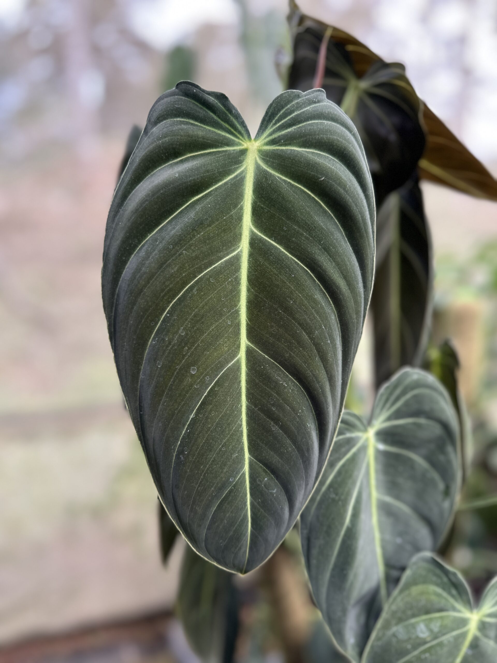 Philodendron melanochrysum bigger size ( 3ft to 3.5ft ) - Image 3