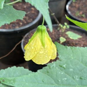 Abutilon chiffon