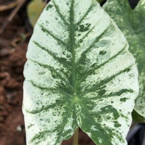Colocasia White Wizard