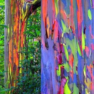 Rainbow eucalyptus ( Eucalyptus deglupta)