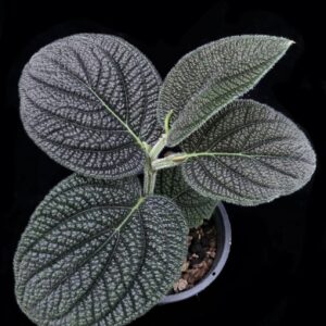 Piper sp. 'Morona Santiago'