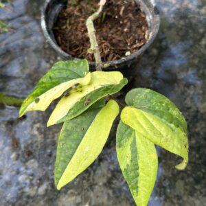 PIPER SP. AUREA VARIEGATED