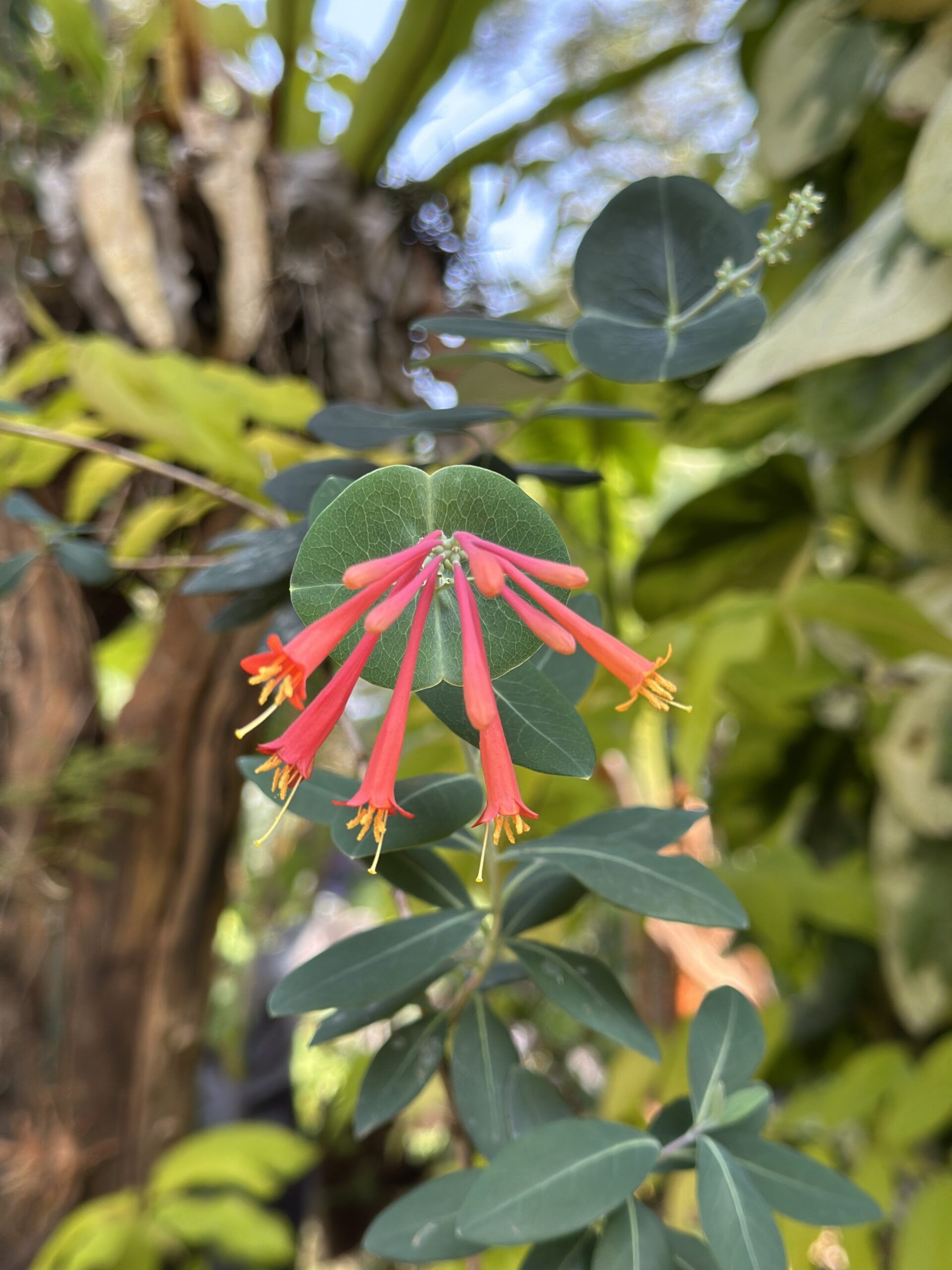 Coral Honeysuckle (Lonicera sempervirens)