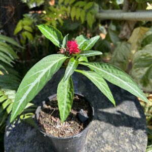 Brazilian Fireworks ( P o r p h y r o c o m a p o h l i a n a     ℎ          ℎ      )