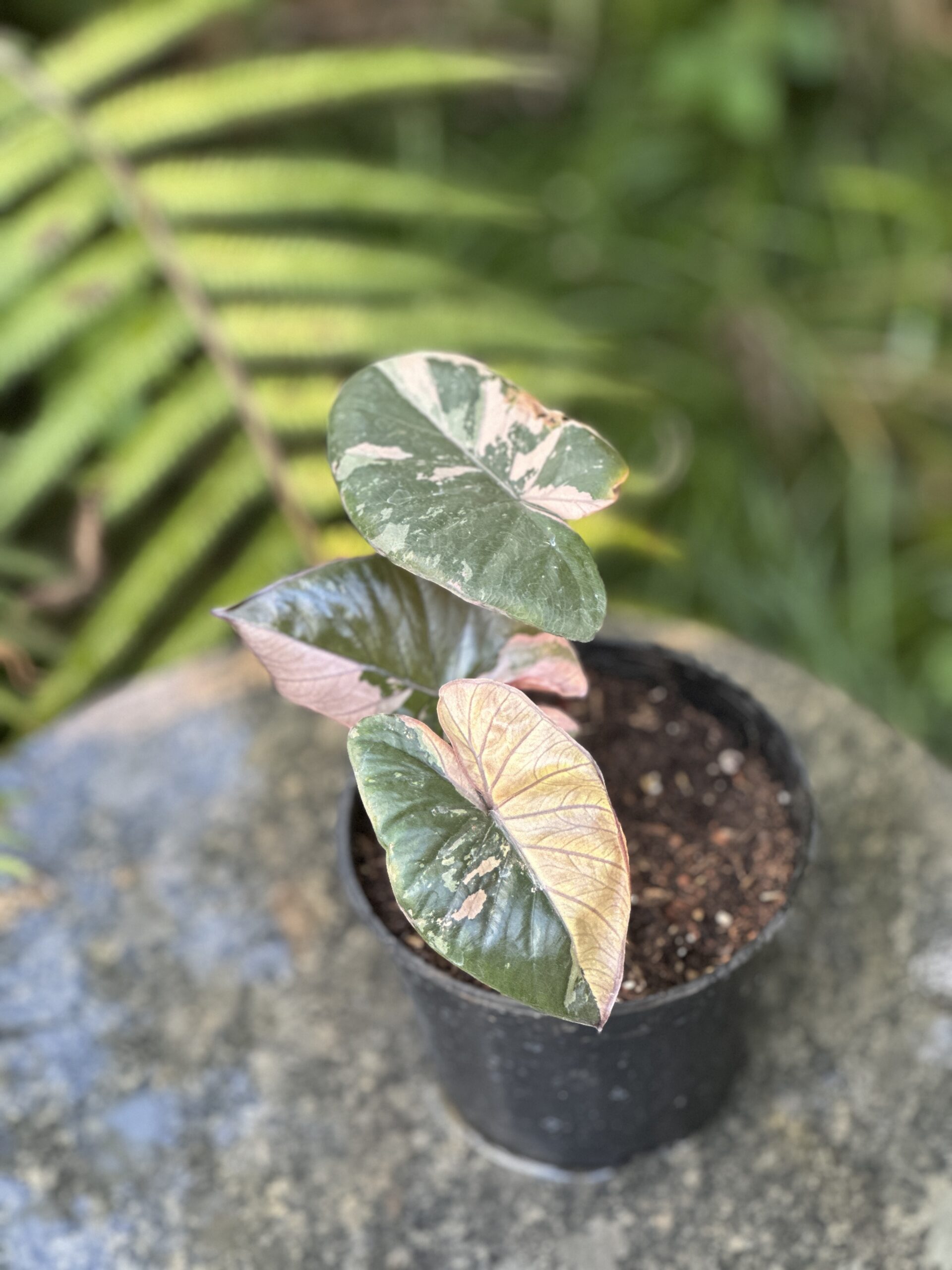 Alocasia serendipity pink variegated - Image 4