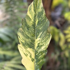 philodendron caramel marble Variegated