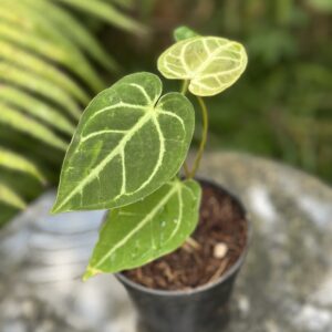 Anthurium regale