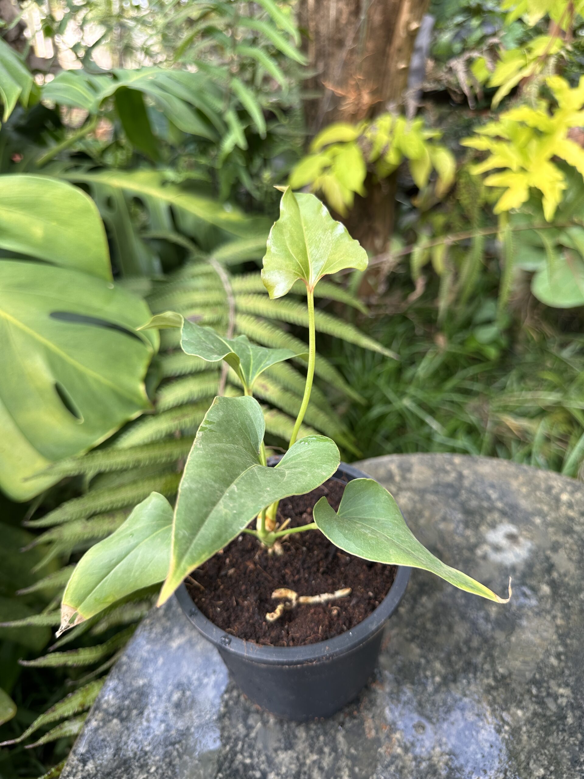 Anthurium brownii ( small size ) - Image 4