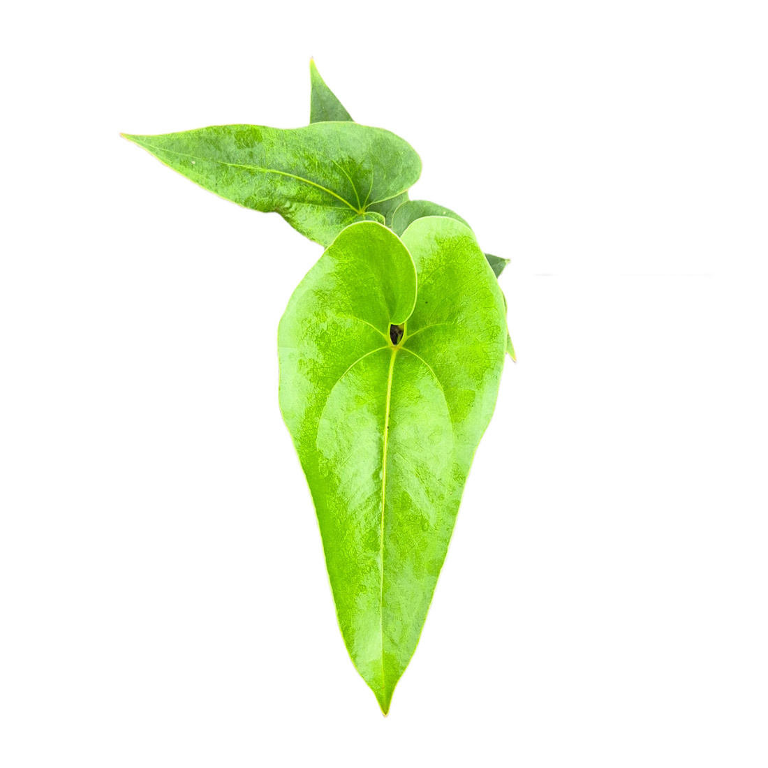 Anthurium brownii ( small size ) - Image 3