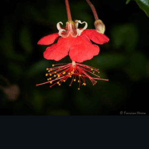 Hibiscus grandidieri