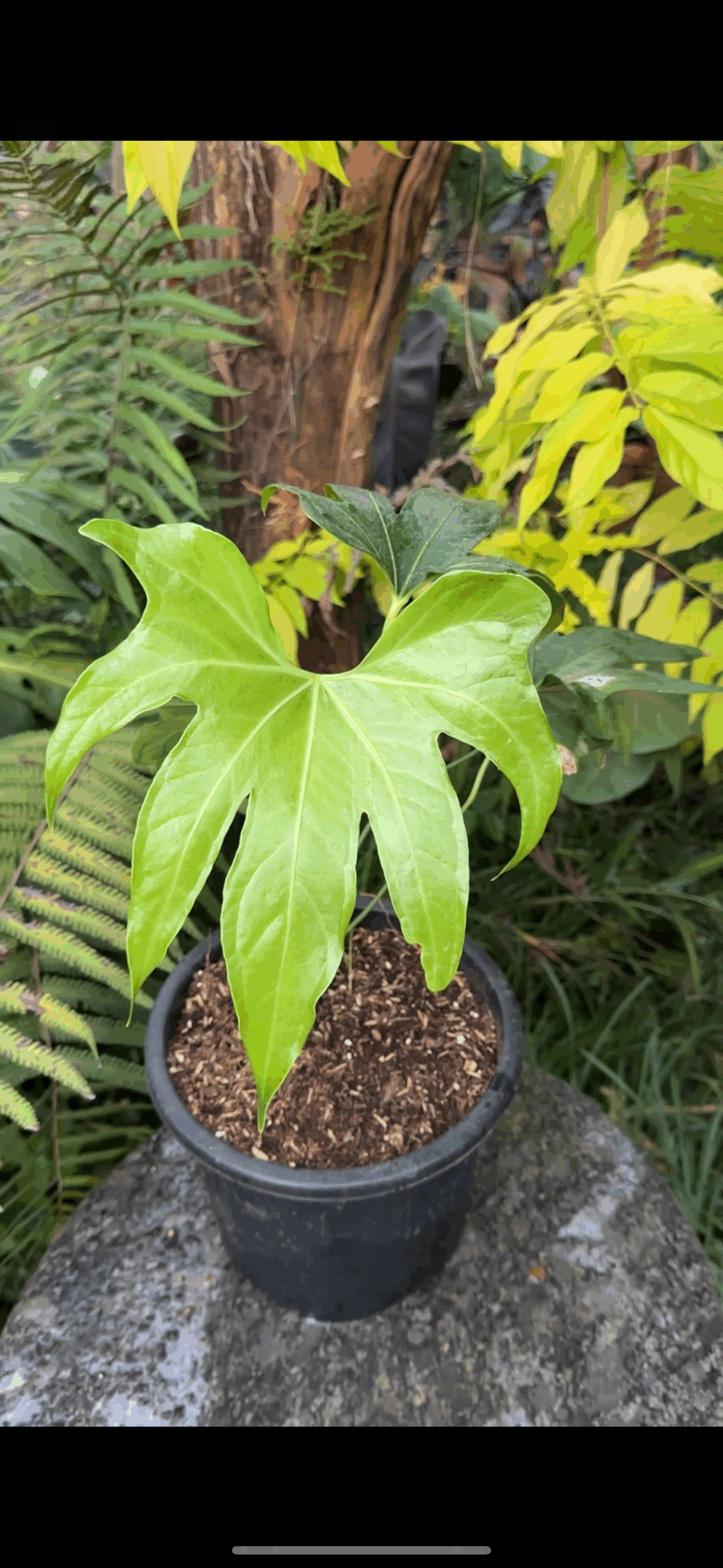 Anthurium pedatoradiatum ( Fingers Anthurium) - Image 4