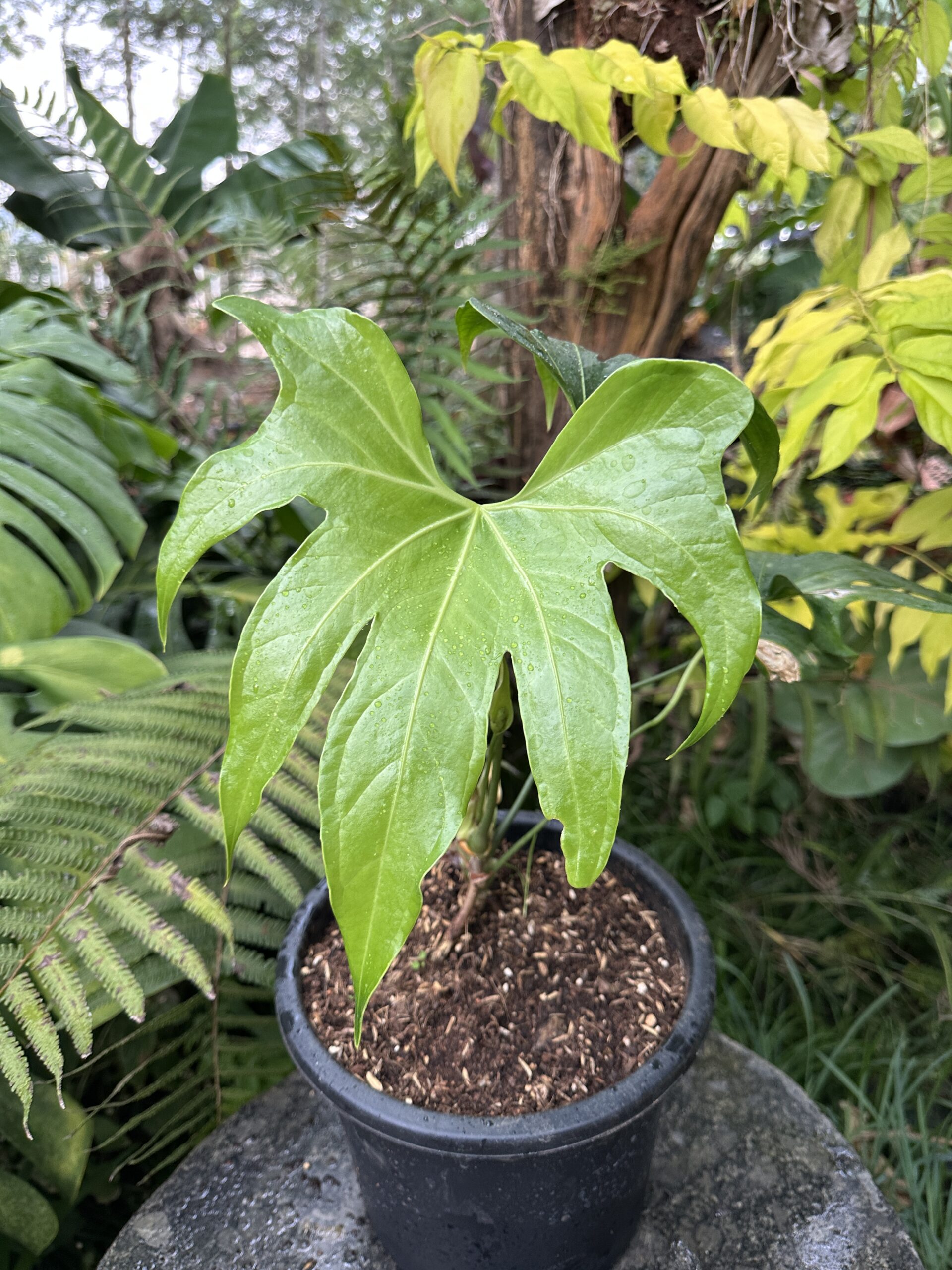 Anthurium pedatoradiatum ( Fingers Anthurium) - Image 3