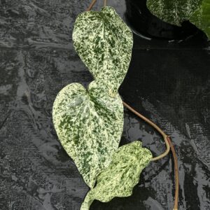 PIPER SP. MINT VARIEGATED"