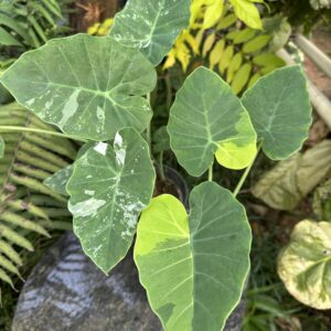 Leucocasia gigantea Aurea & Albo Combo