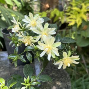 Pereskia aculeata ( Lemon Vine )