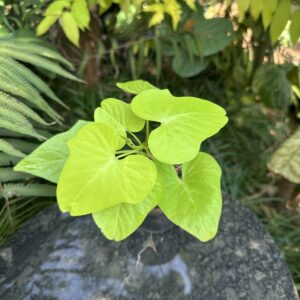 Ipomoea batatas 'Lime'