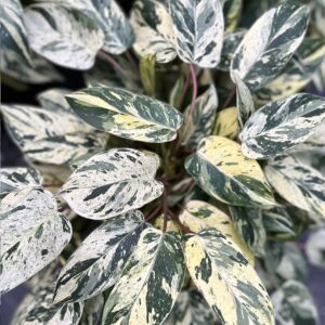 philodendron emerald king Variegated