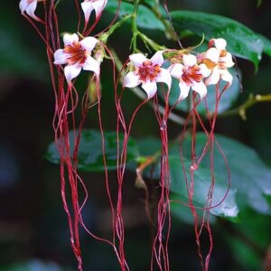 Strophanthus preussii