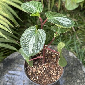 peperomia silver pandit