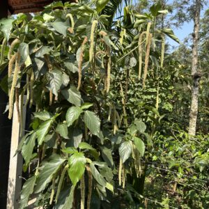 Acalypha hispida 'Alba'