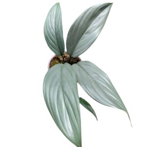 scindapsus perakensis silver