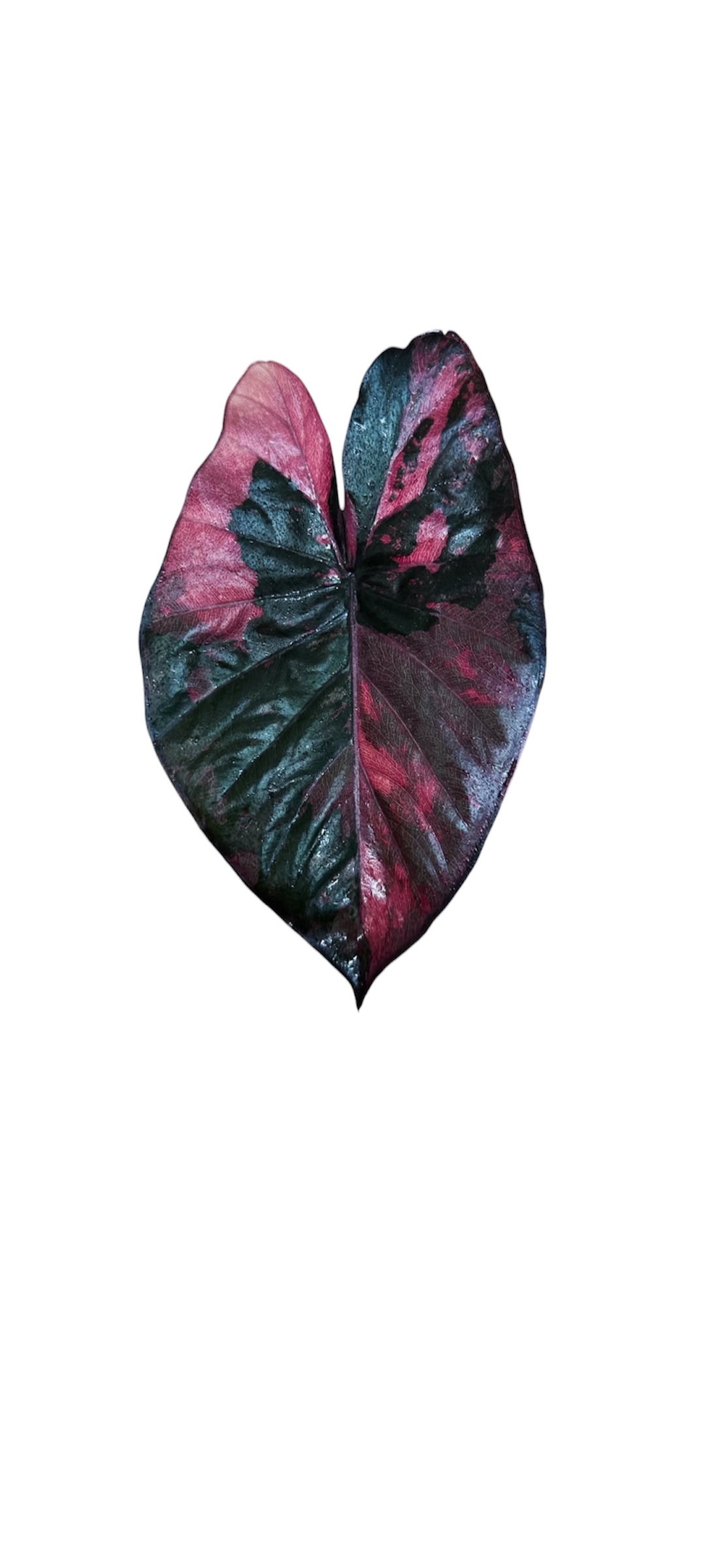 Alocasia serendipity pink variegated - Image 2