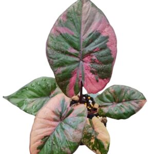 Alocasia serendipity pink variegated
