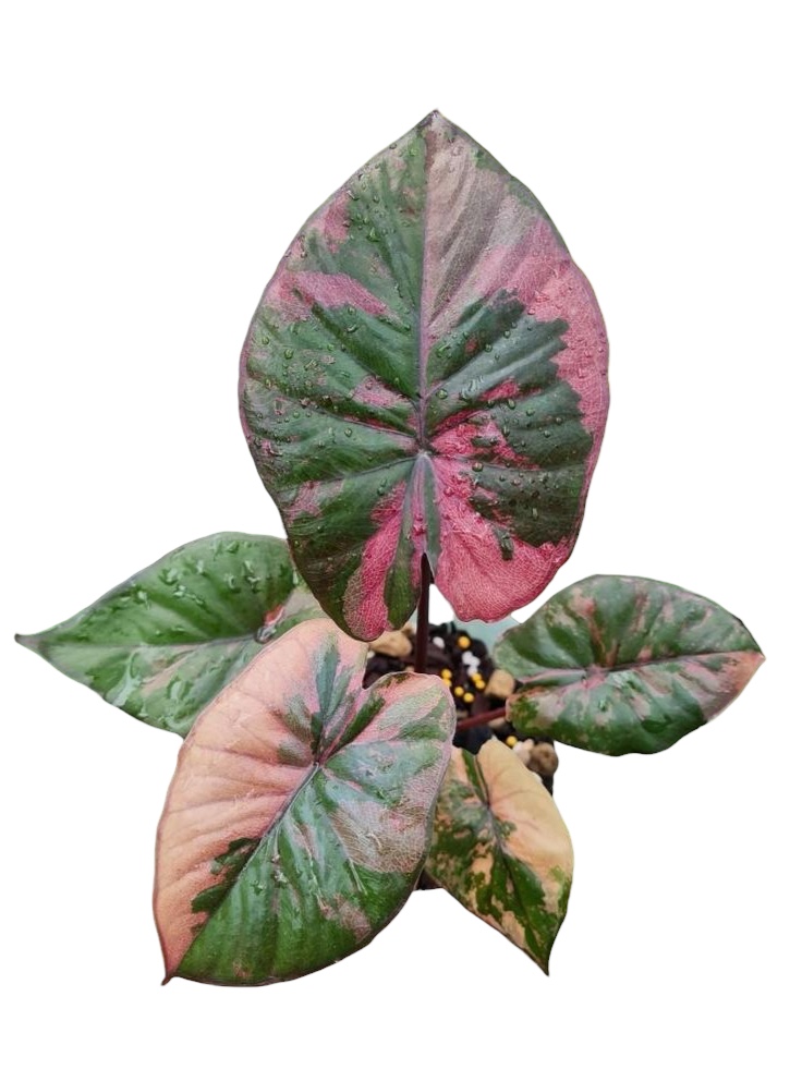 Alocasia serendipity pink variegated
