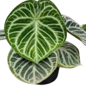 Anthurium 'Dorayaki’ ( Small size )