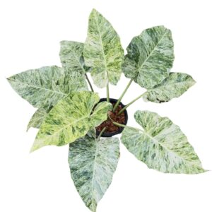 philodendron giganteum blizzard variegated ( small size )