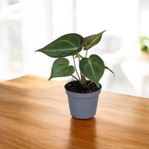 Anthurium clarinervium ( Smal size )