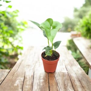 Anthurium brownii ( small size )