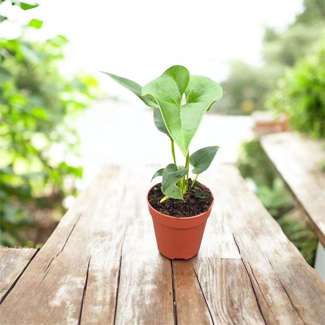 Anthurium brownii ( small size )