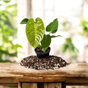 Anthurium veitchii (Anthurium King)