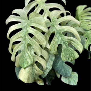 monstera deliciosa white ( new variety)