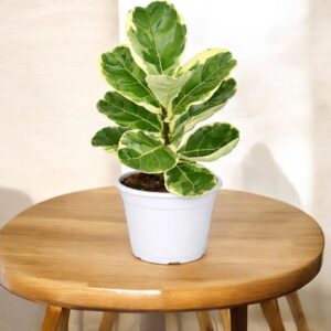 ficus lyrata variegated plant