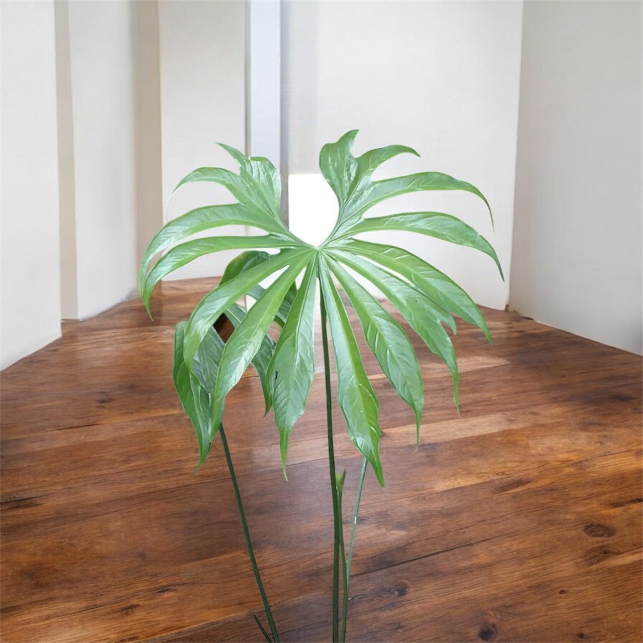 Anthurium pedatoradiatum ( Fingers Anthurium)