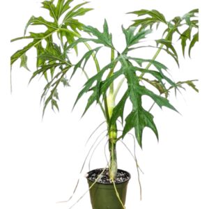 Philodendron warszewiczii Green