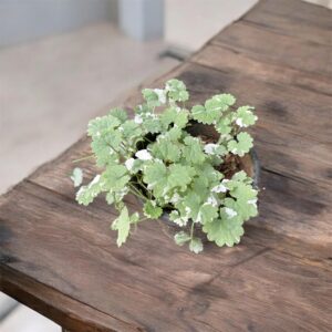 Glechoma hederacea variegated