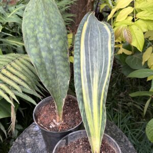 Whale Fin Green and variegated combo