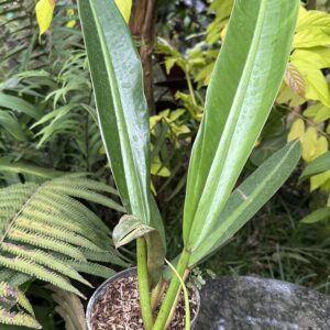 Philodendron crassinervium