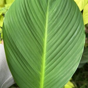 spathiphyllum cannifolium
